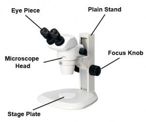 Schematic Diagram of Stereo Microscope - Micro Optics